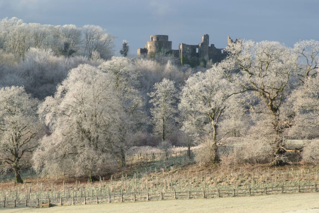Dinefwr Castle and parkland trees under hoar frost by Ken Day